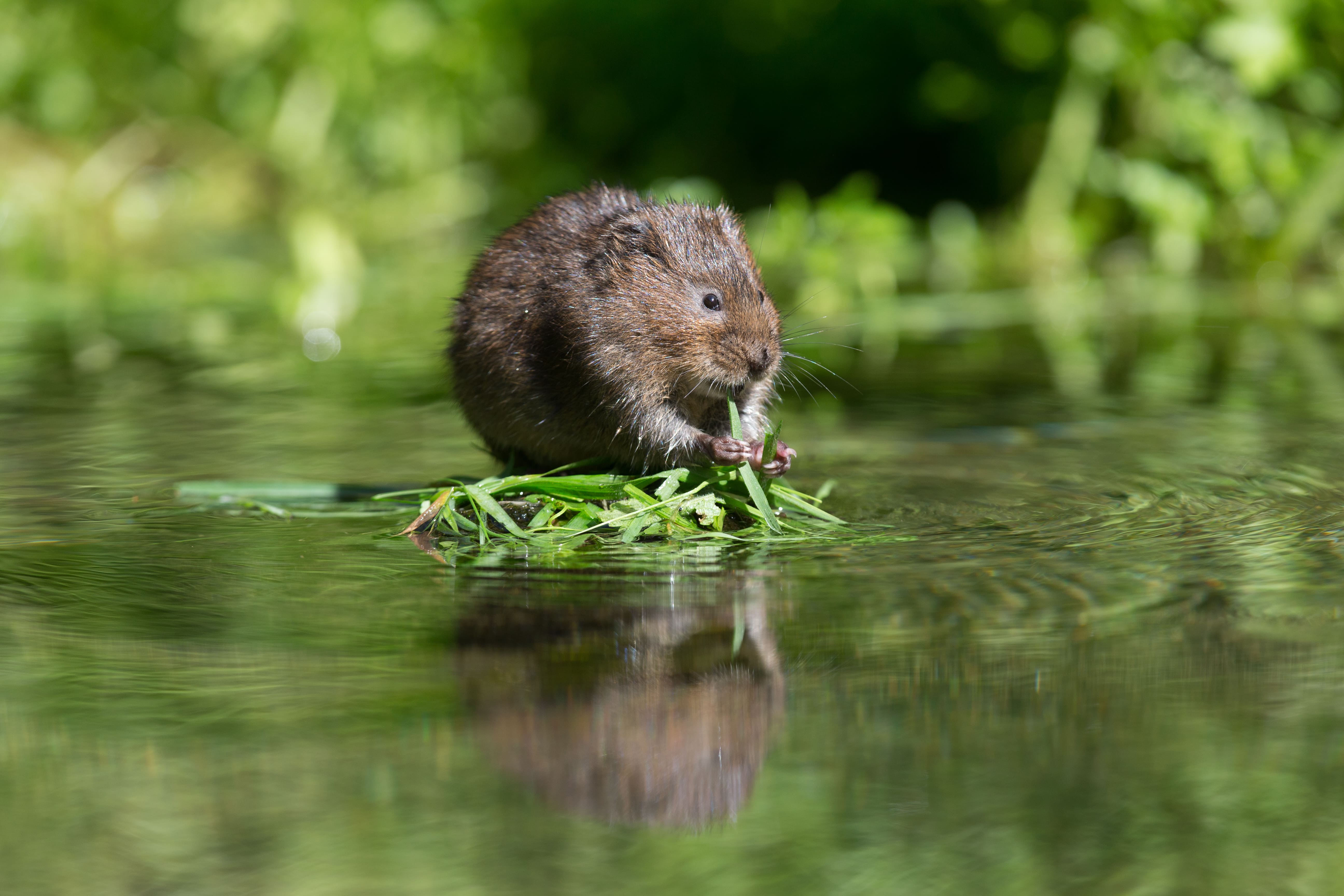 Water voles flourishing in North Devon after 25-year absence