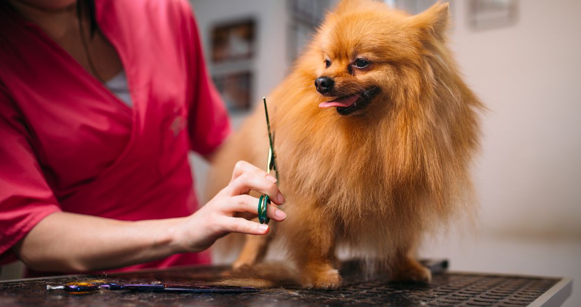 Groomer trimming a happy Pomeranian.