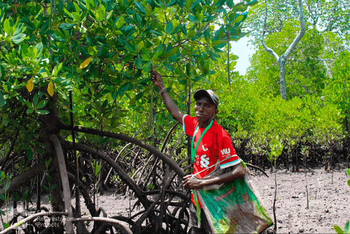 A person in a red shirt reaches up to pick fruit from a green tree in a lush, natural environment.