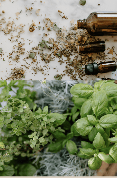 Conseils naturopathiques à Hasparren – huiles essentielles et solutions naturelles pour soutenir le corps et renforcer l’énergie vitale.