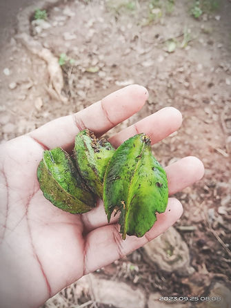 Terminalia arjuna at TDU