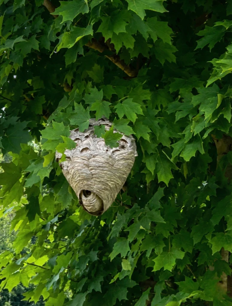 wasp-nest-image