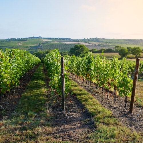 Loire vines