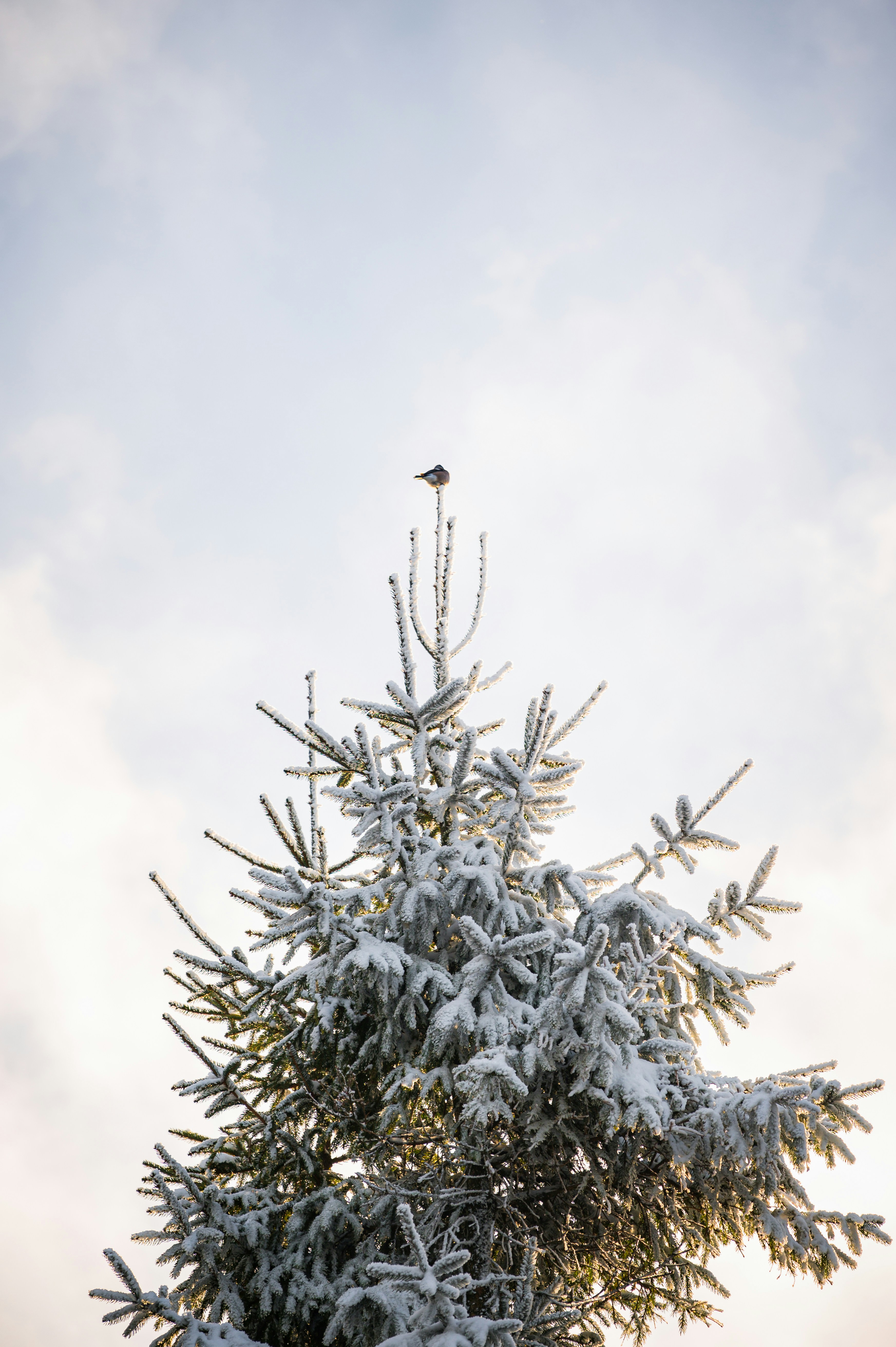 A small bird perched atop a snow-covered evergreen tree.