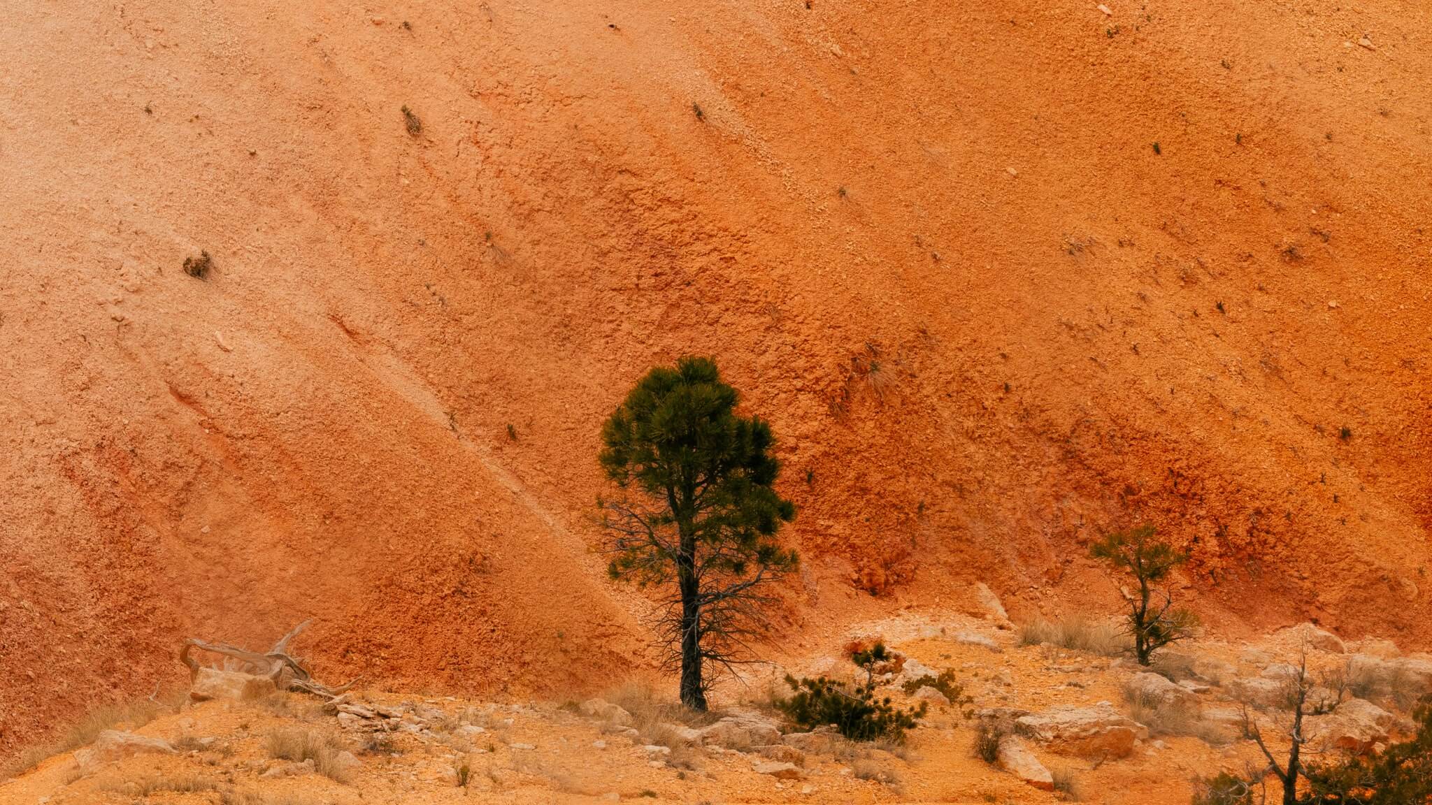 single tree against red sand dune