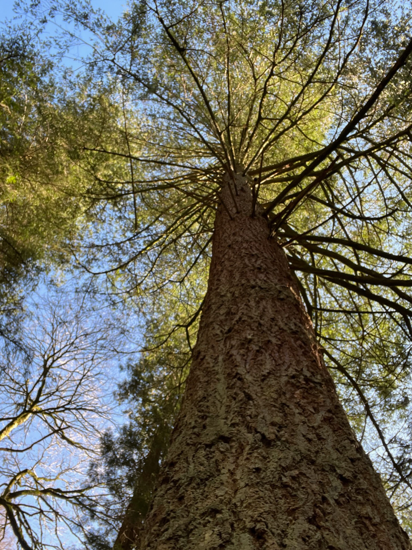 A view looking up a tall tree.