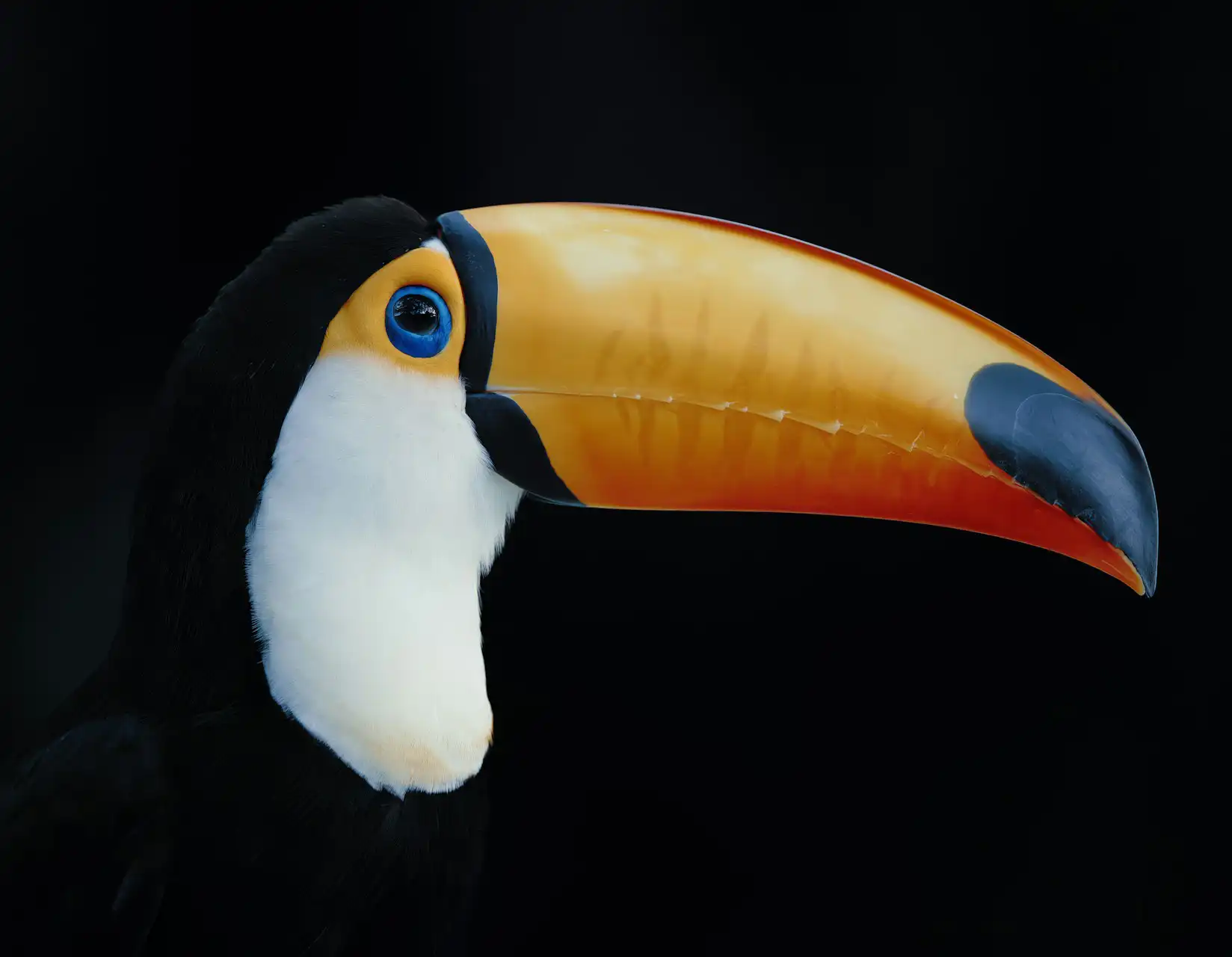 closeup of a toucan bird