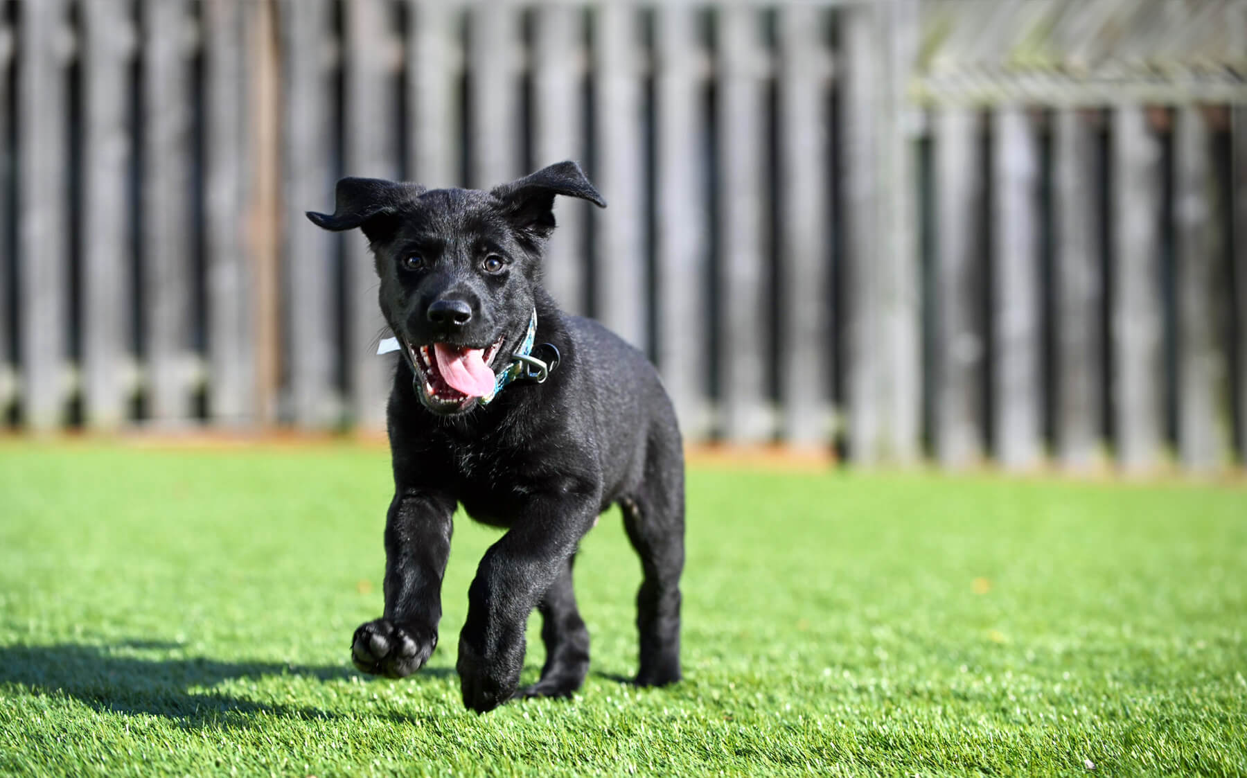 Our young mascot, Jacq, showcasing her playful spirit in mid-run on AGL Grass.