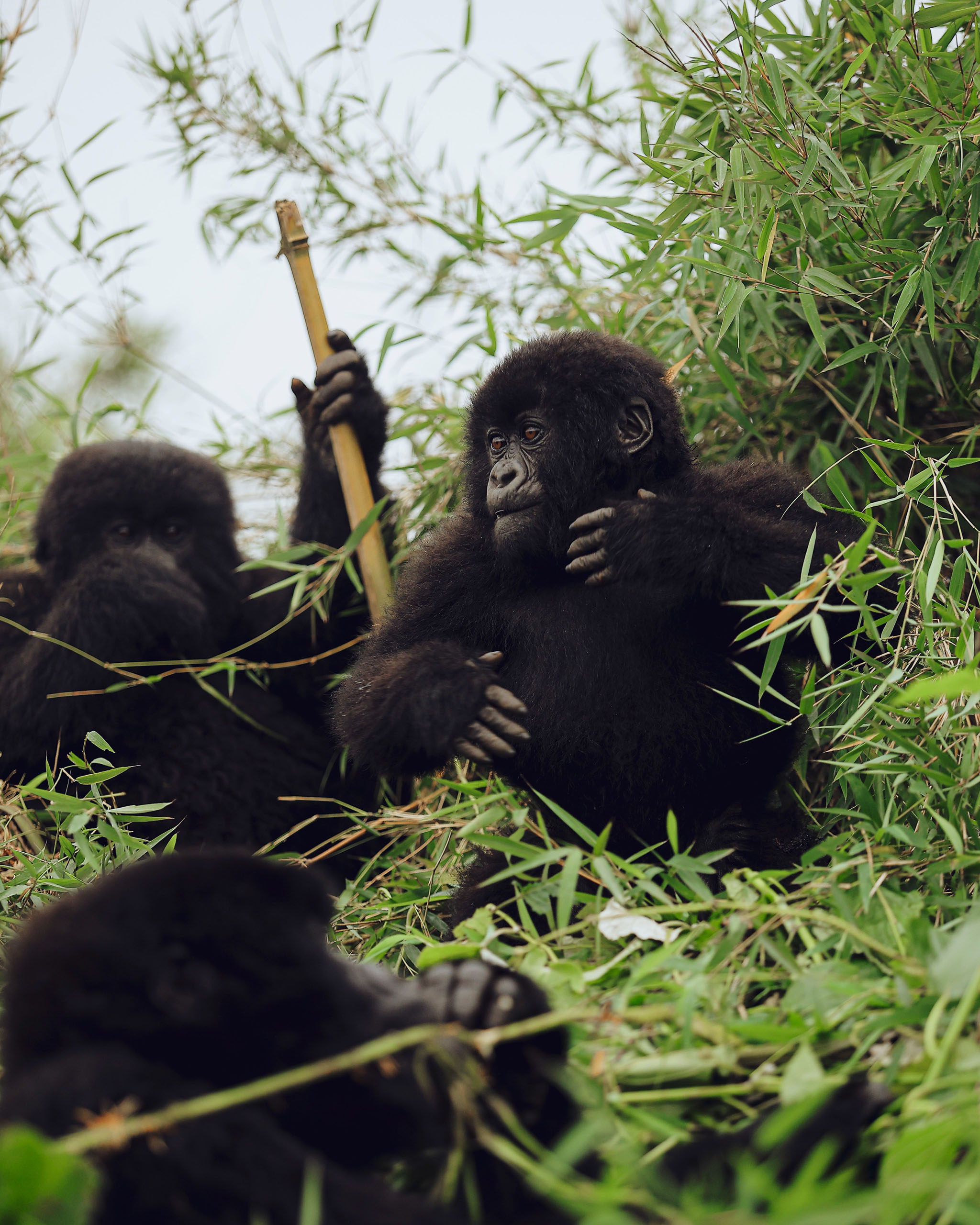 A young mountain gorilla shows off with a chest-beating display - Mgahinga.