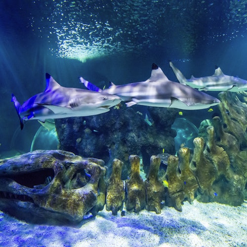 Tiket Masuk SEA LIFE Benalmádena di Benalmadena