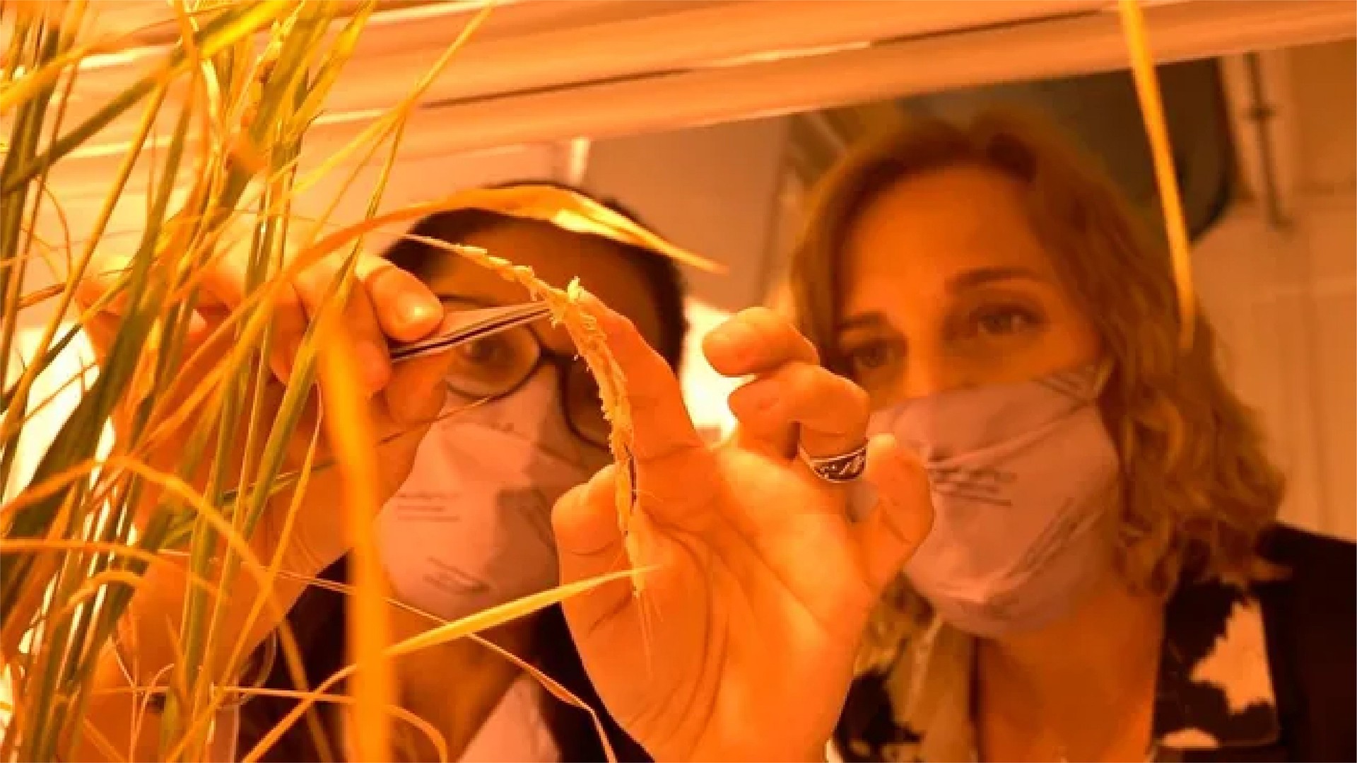 Two scientists closely examining rice plants with focused expressions.