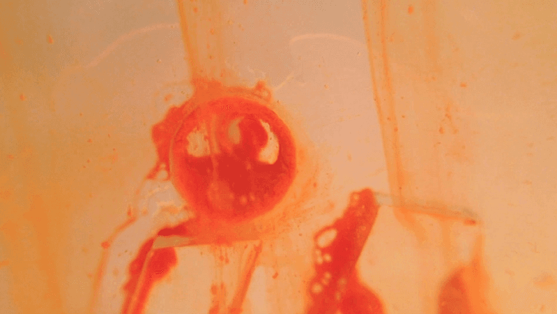 red close up image
