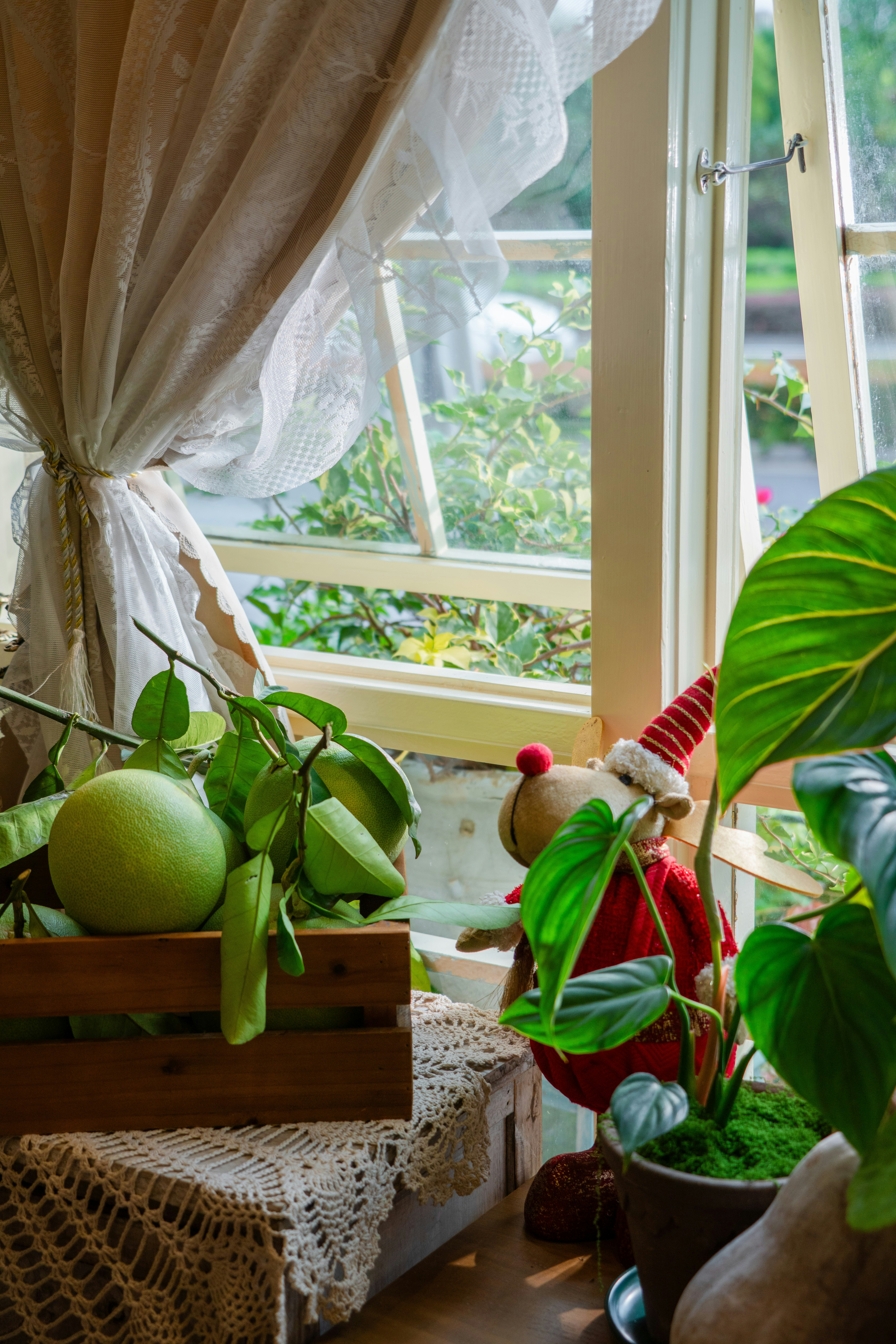 Green fruit and plants by a window with curtains