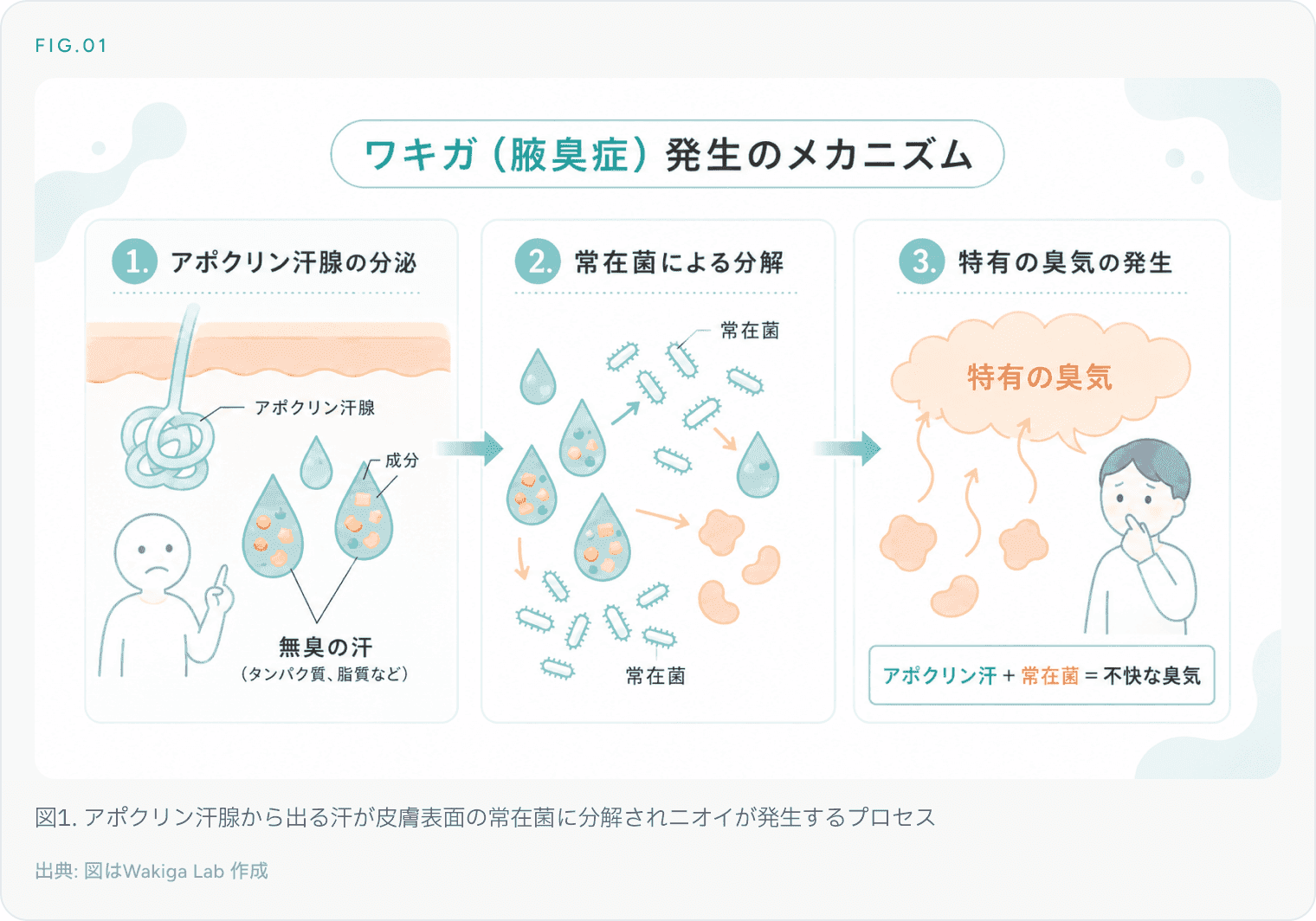 図1. アポクリン汗腺から出る汗が皮膚表面の常在菌に分解されニオイが発生するプロセス