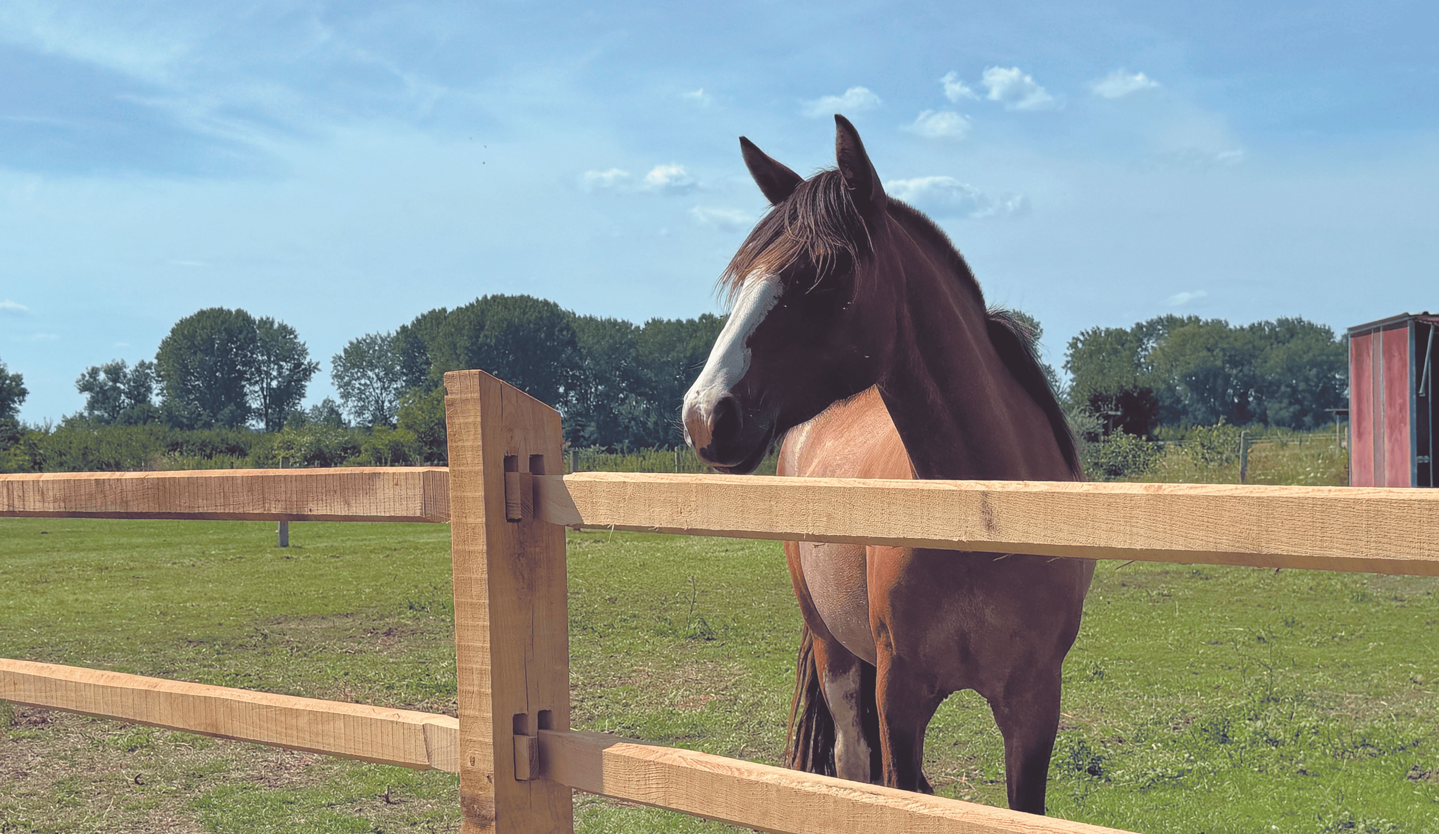 Pferd hinter einem Koppelzaun aus Robinie