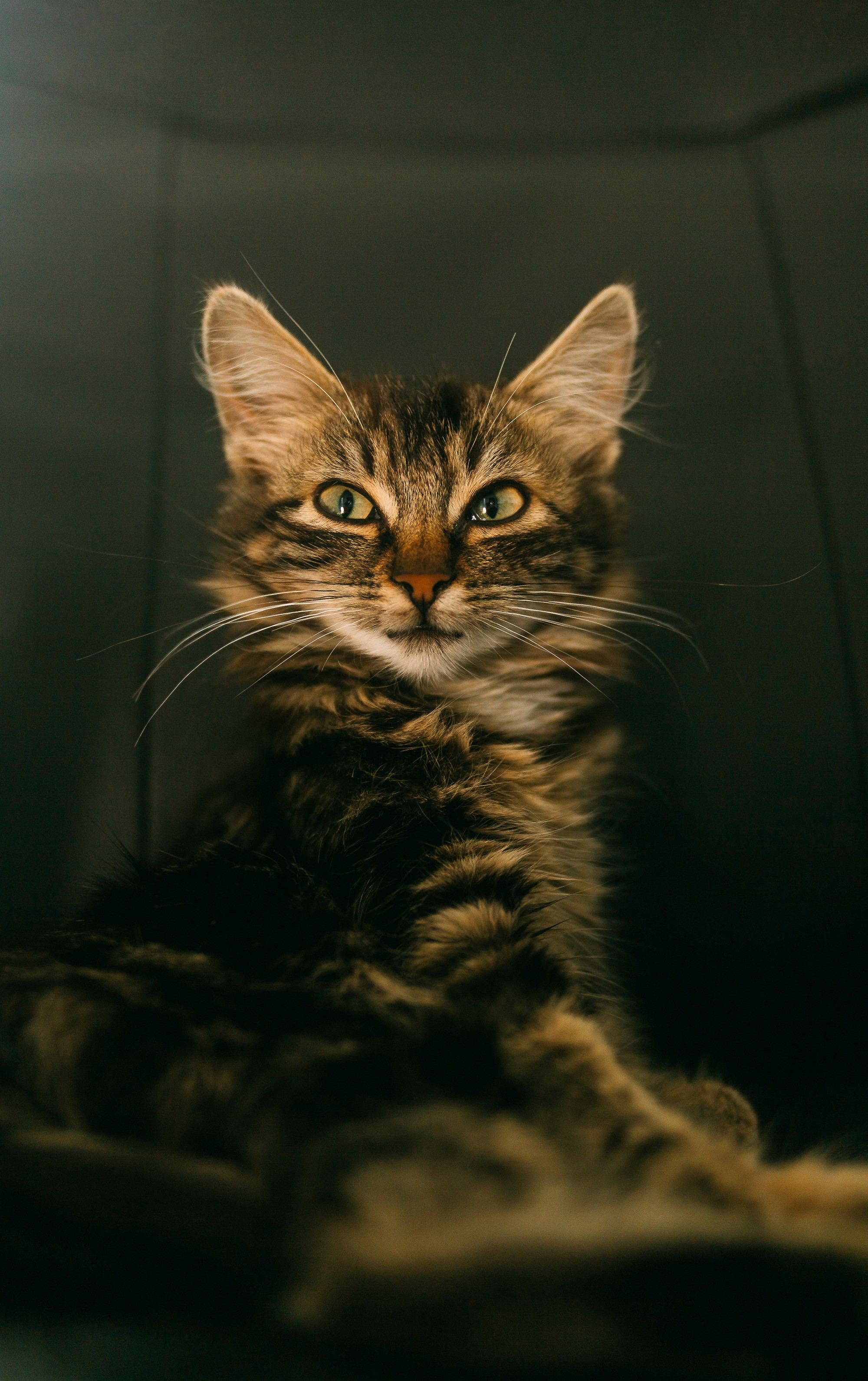 Fluffy brown tabby cat with bright green eyes, sitting confidently against a dark background