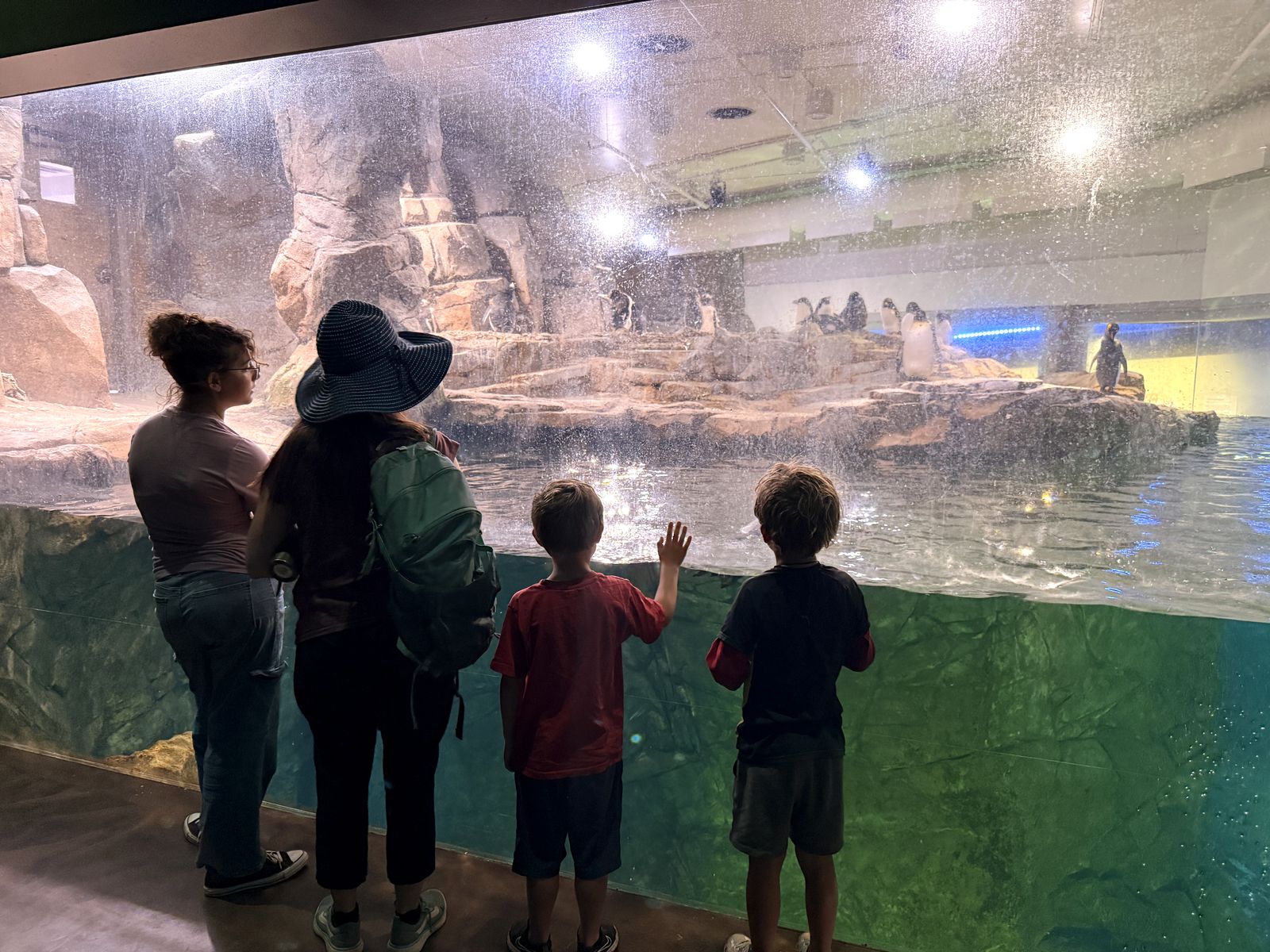 Watching the penguins at ABQ BioPark