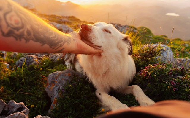 sense of touch for dogs