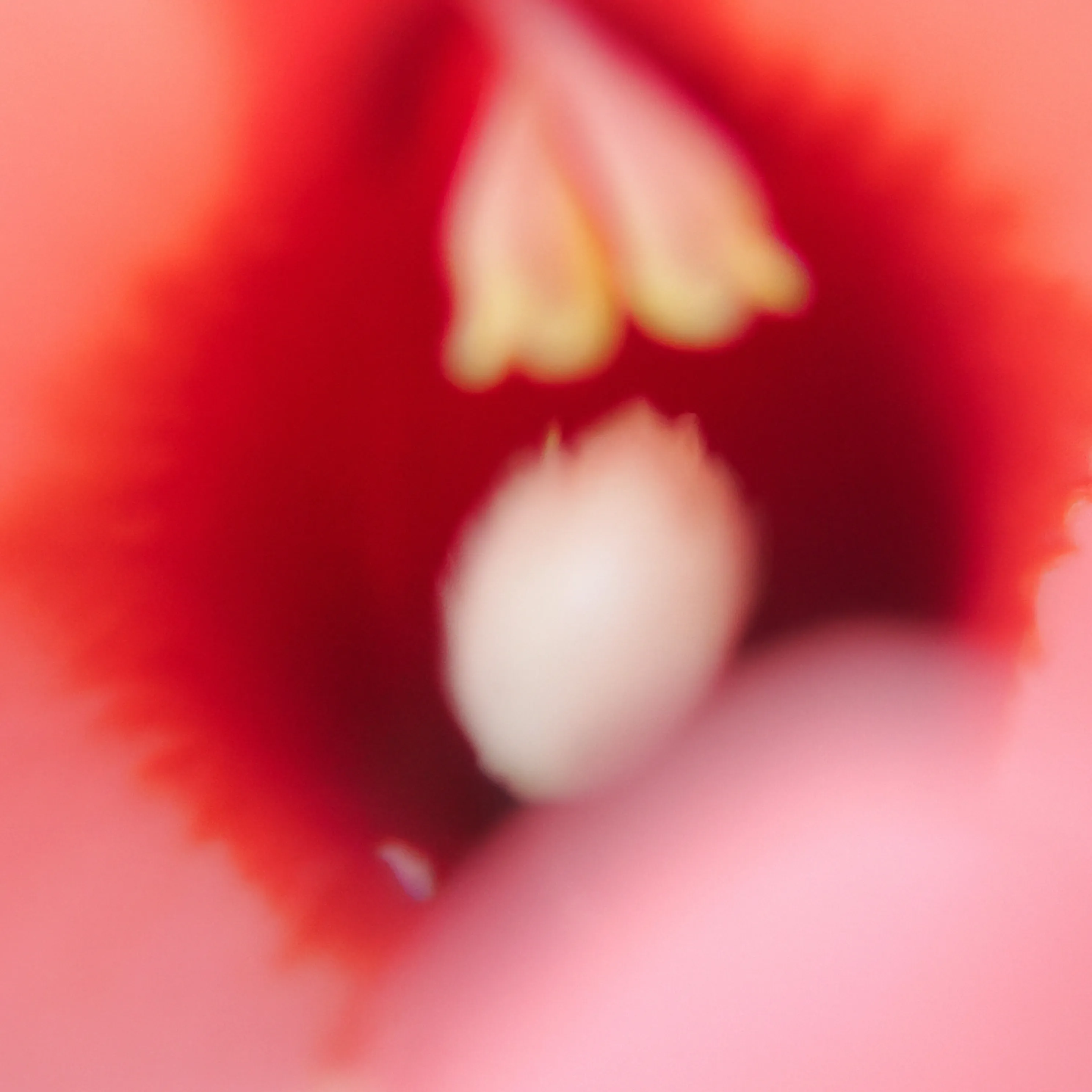 Flores 7, Generative Image (1 of 16)