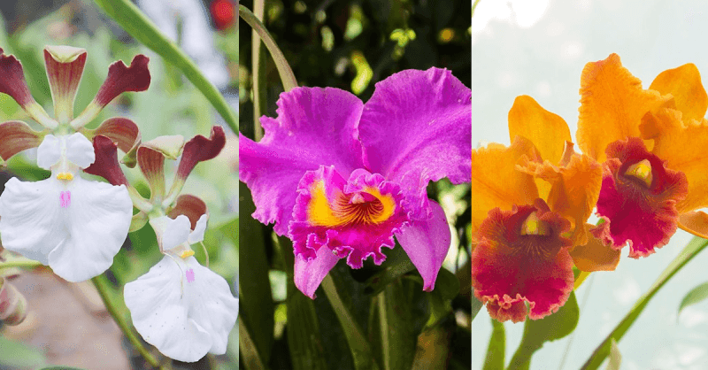orchids-casa-de-anny