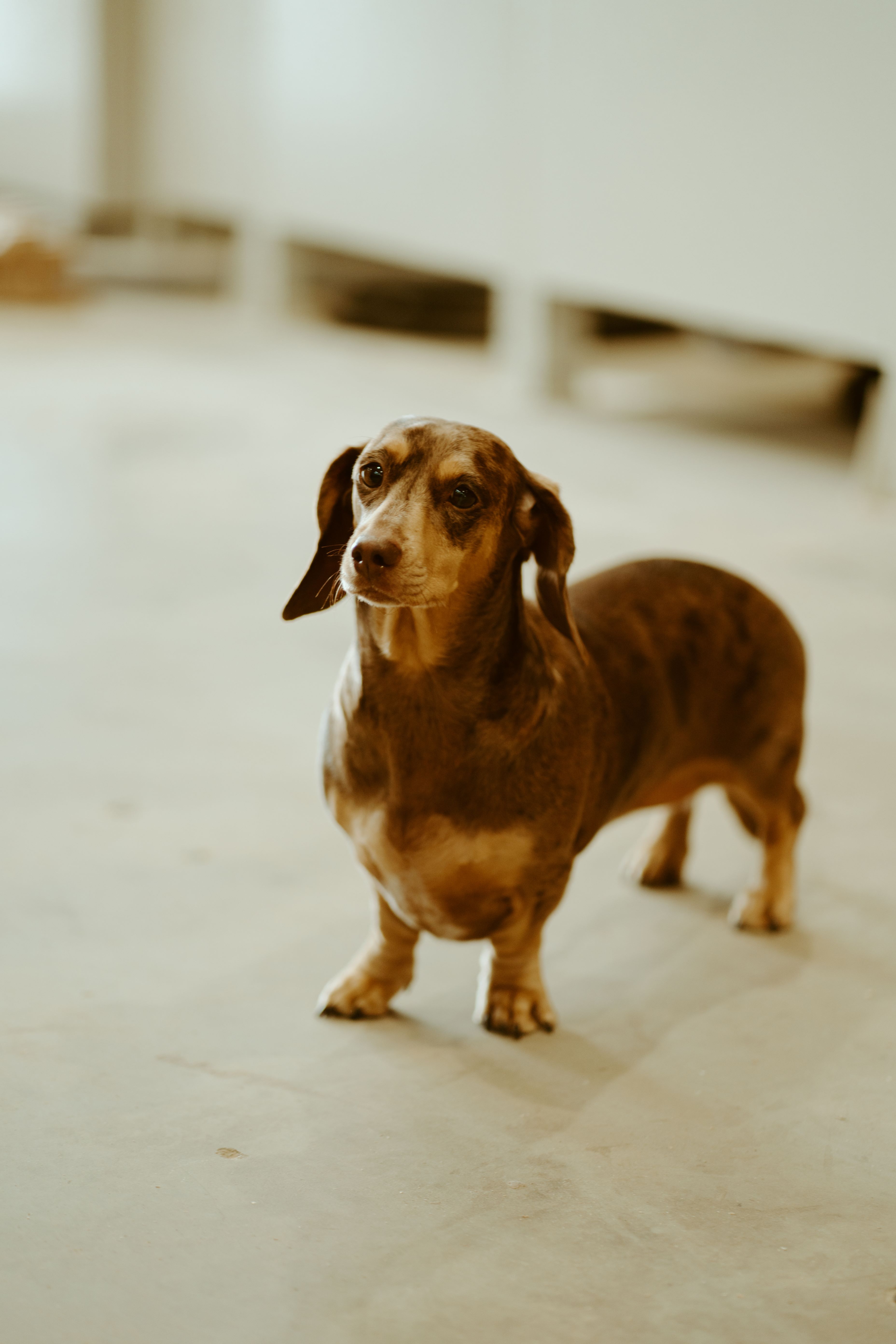 A fast black sports car races down the highway.