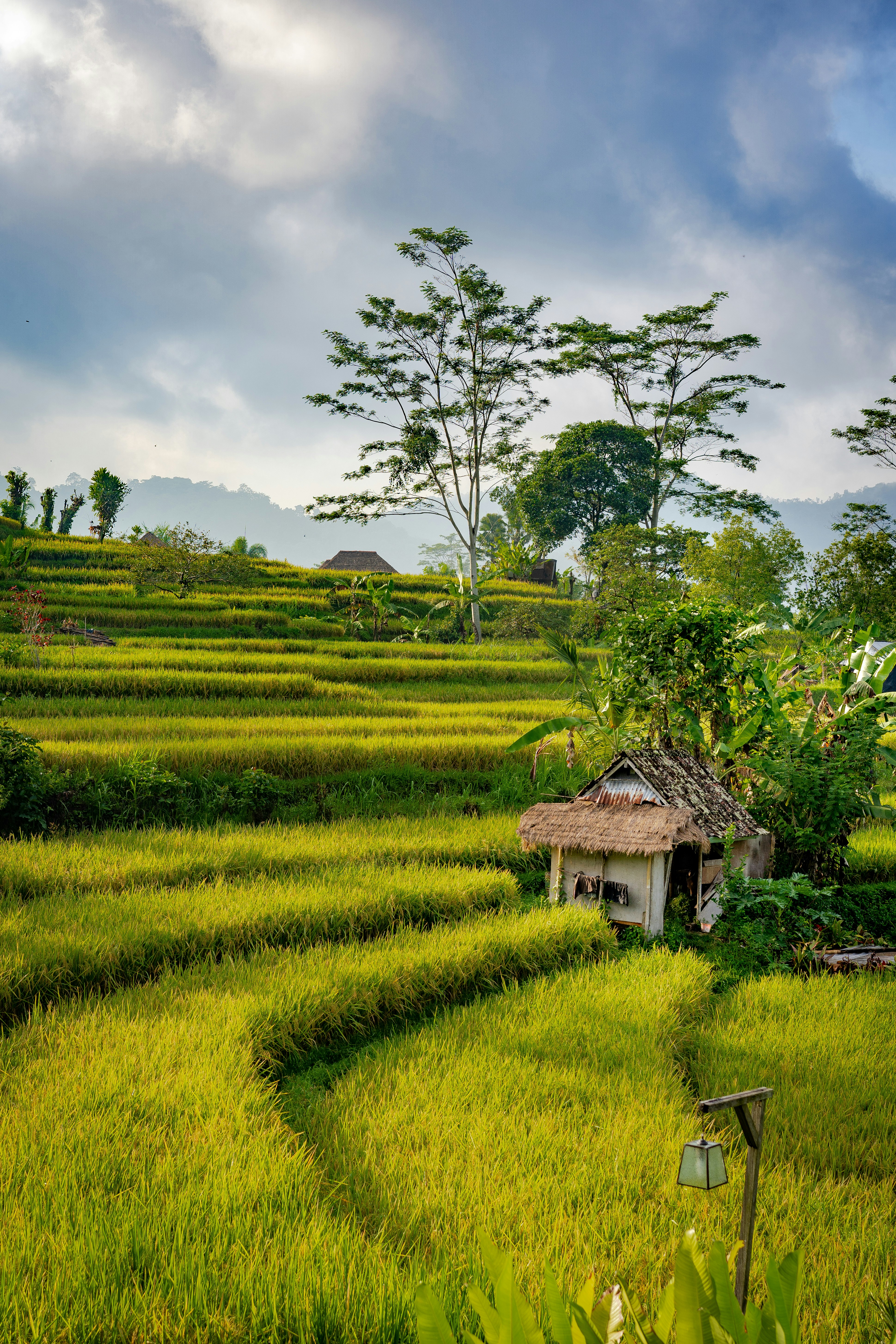 white and brown hut near rice field and trees during daytime