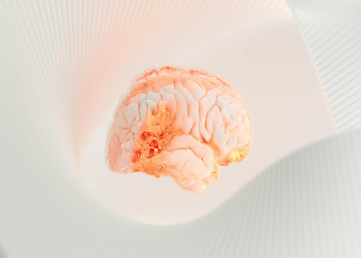 K-complexes causes - close-up of a human brain on a white background
