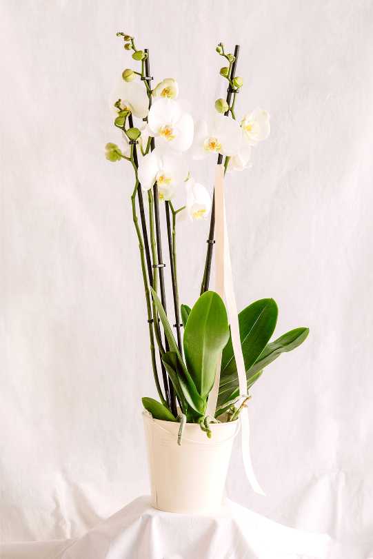 Orquídia Phalaenopsis blanca amb tiges llargues i fulles verdes, col·locada en un test blanc de ceràmica.
