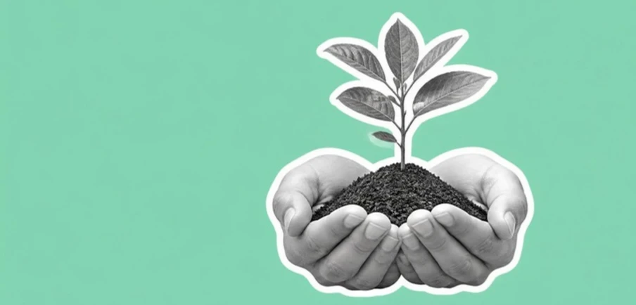 Hands holding a seedling for carbon removals
