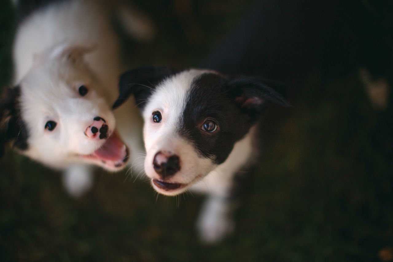 Two Border Collie puppies are playing together, smiling, and looking up at something.