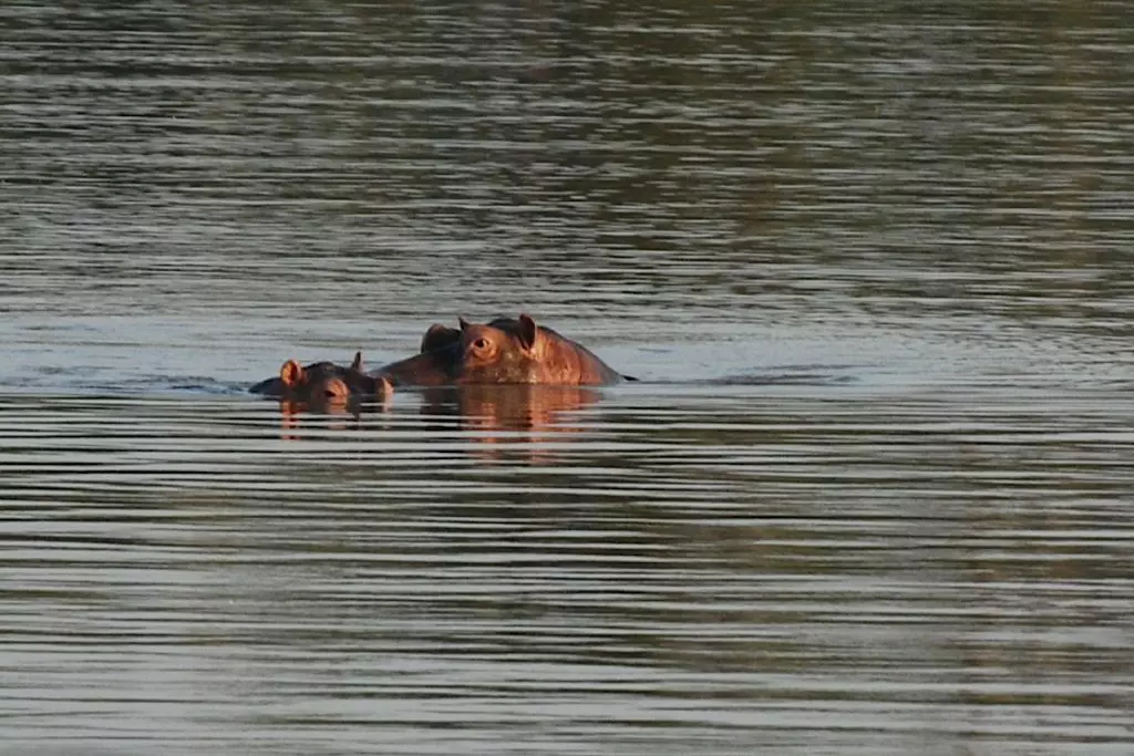 Hippo Boattrip