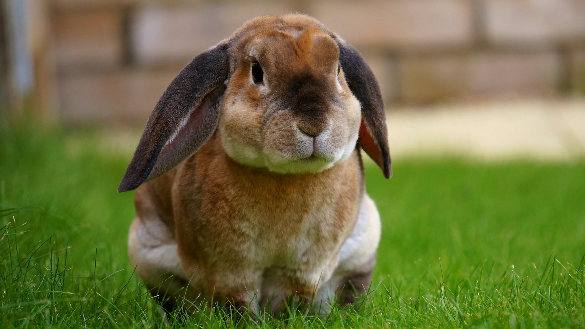 A brown rabbit is sitting comfortably on the green grass with a brick wall in the background.