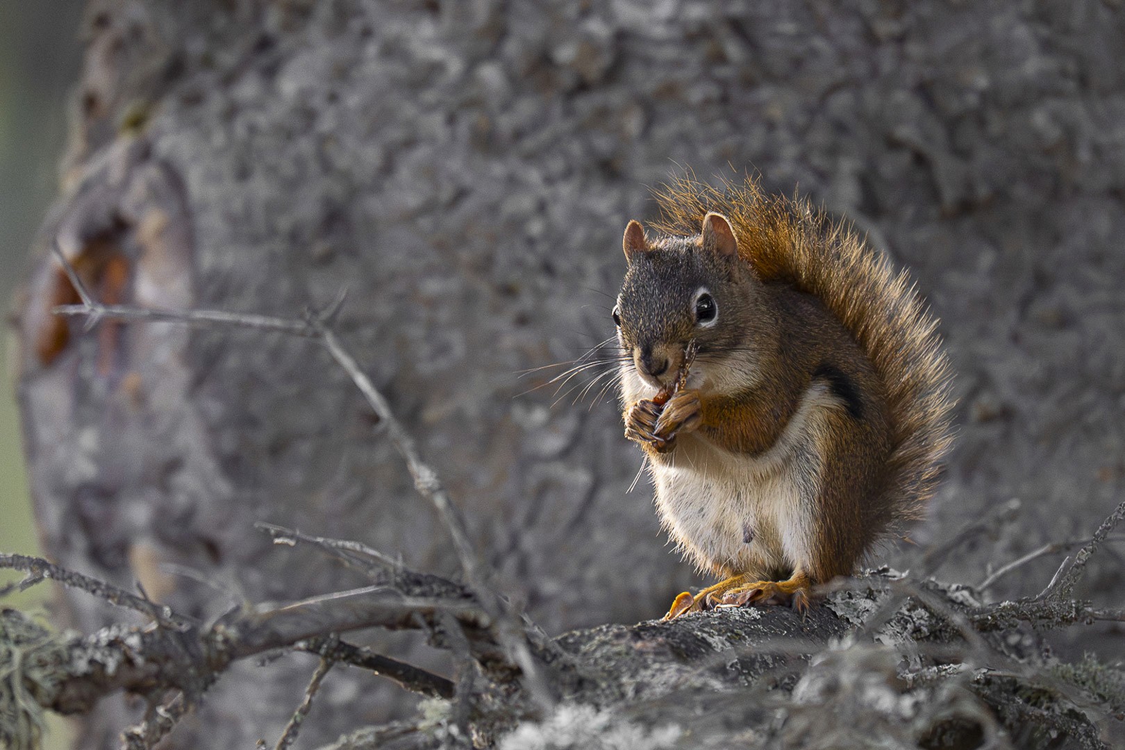 L'écureuil roux mange des pignons de pin