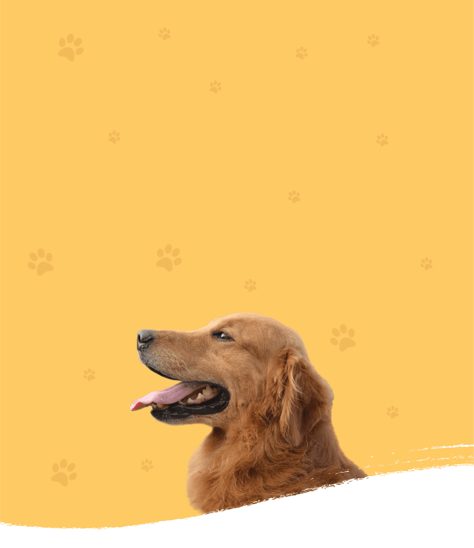 Image of a brown dog