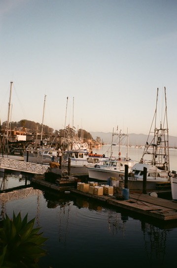 Sailboats docked at a small harbor with wildflowers