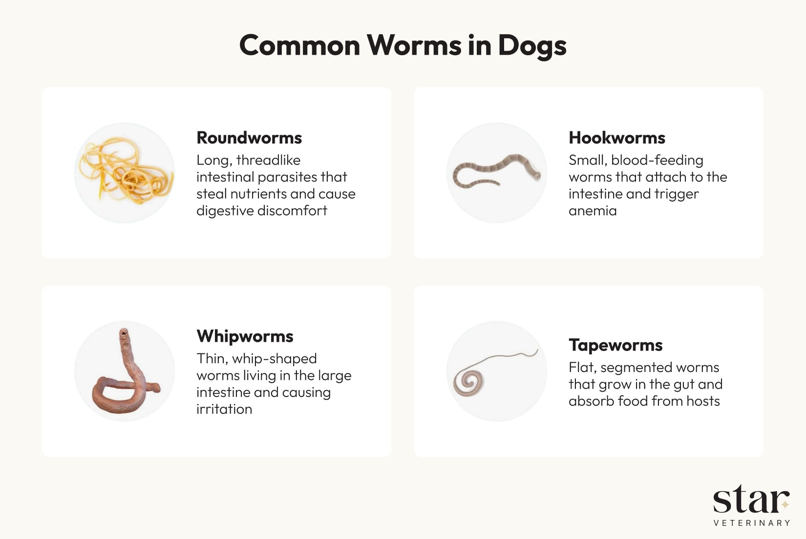 Common worms in dogs