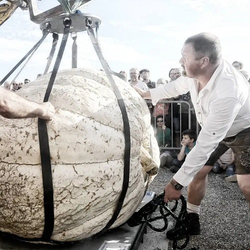 A large pumpkin being lifted by straps, with a group of people watching. Two men are helping to stabilize the pumpkin.