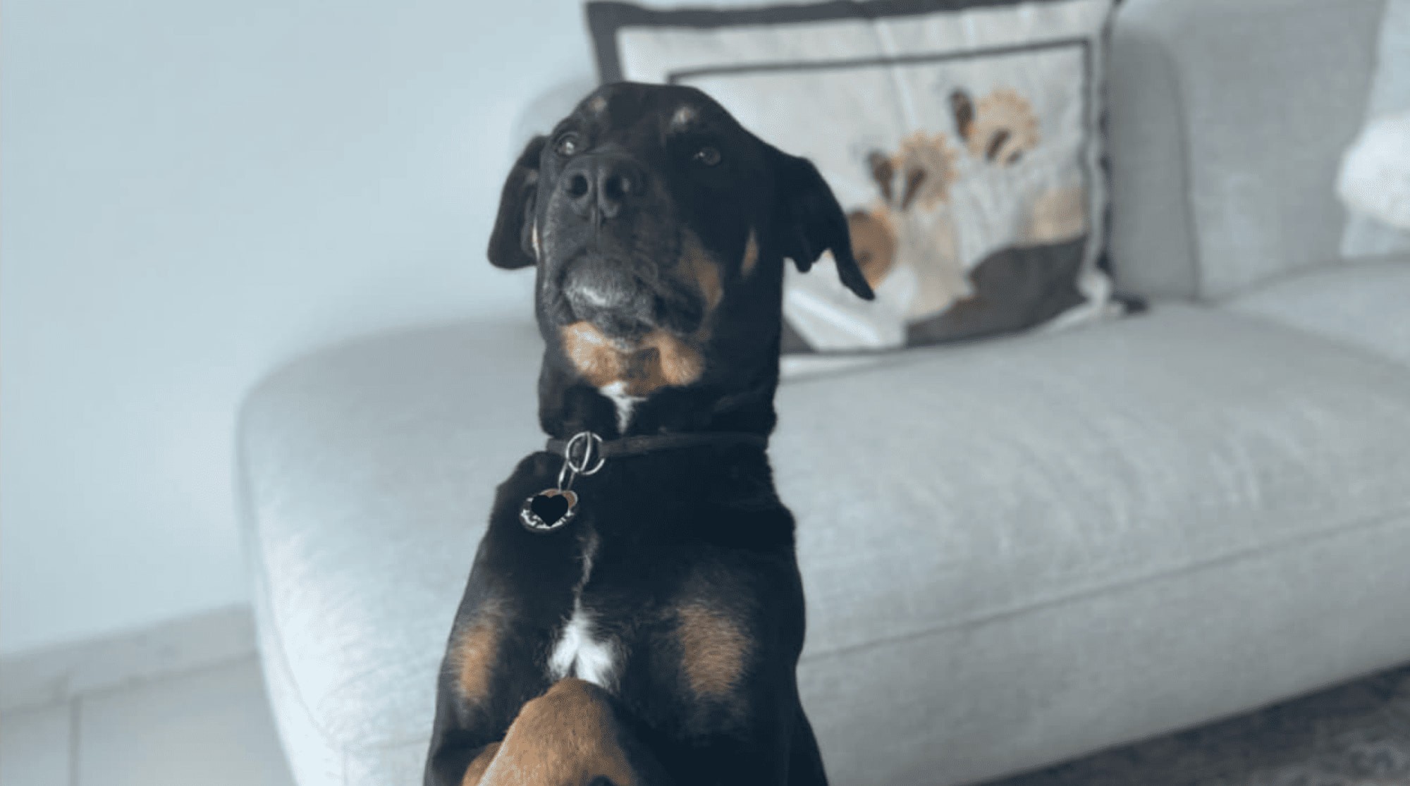 A black dog is standing on the floor in front of a white sofa.