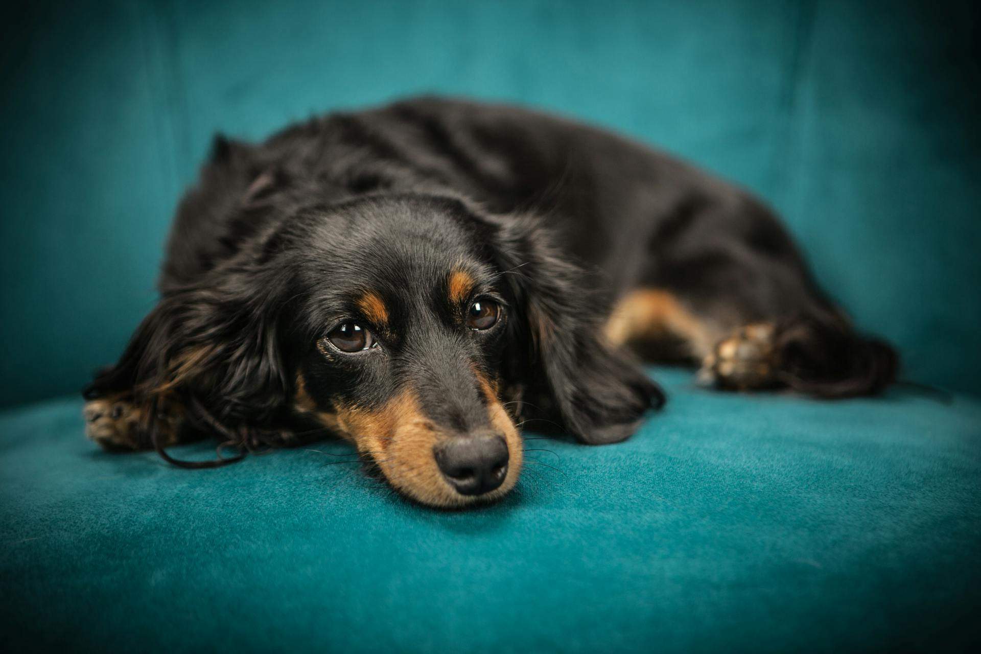 A female dog with a sleek black coat is named Bonnie by her owner, which means "beautiful"