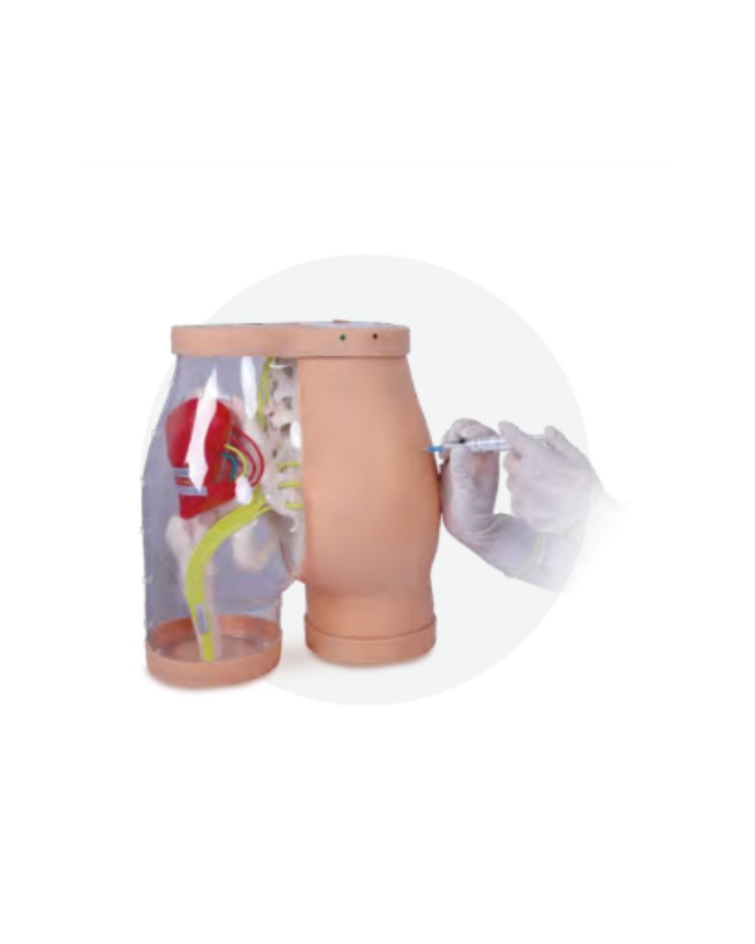 Buttock for Gluteal Intramuscular Injection and Comparison