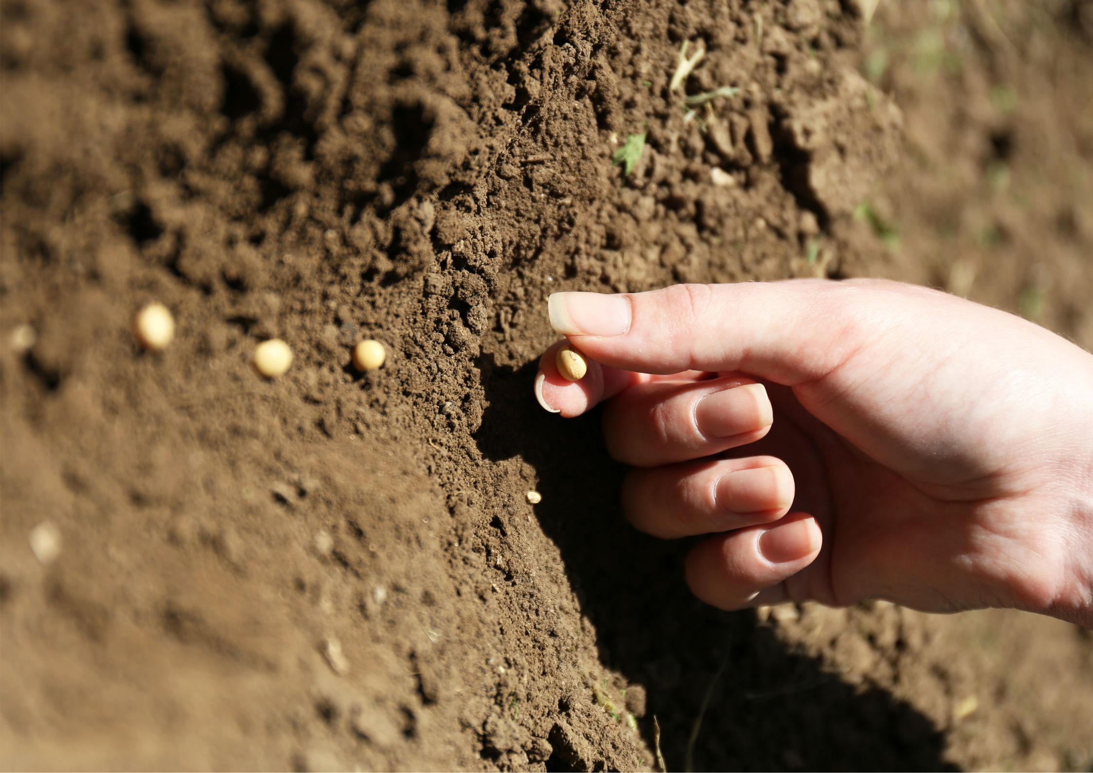 Early sowing in protected seedbeds
