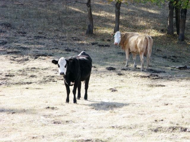 cattle