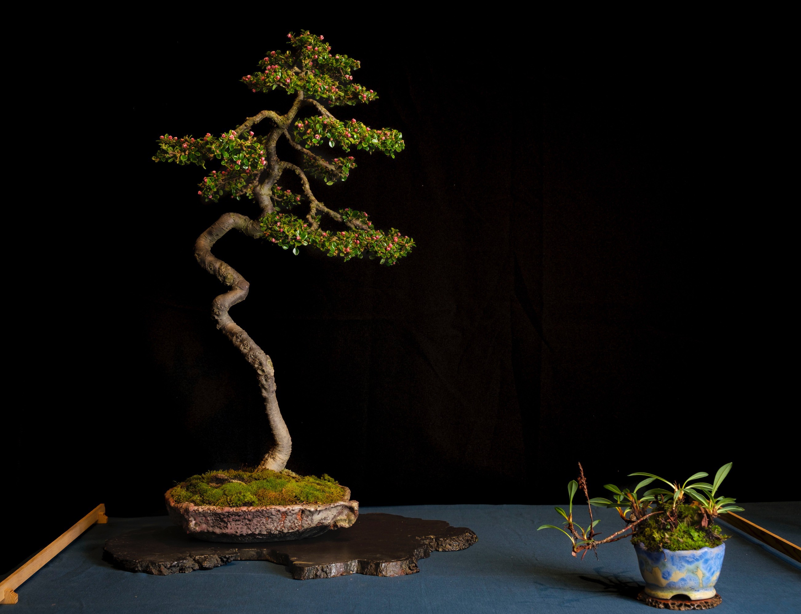 bonsai boom
