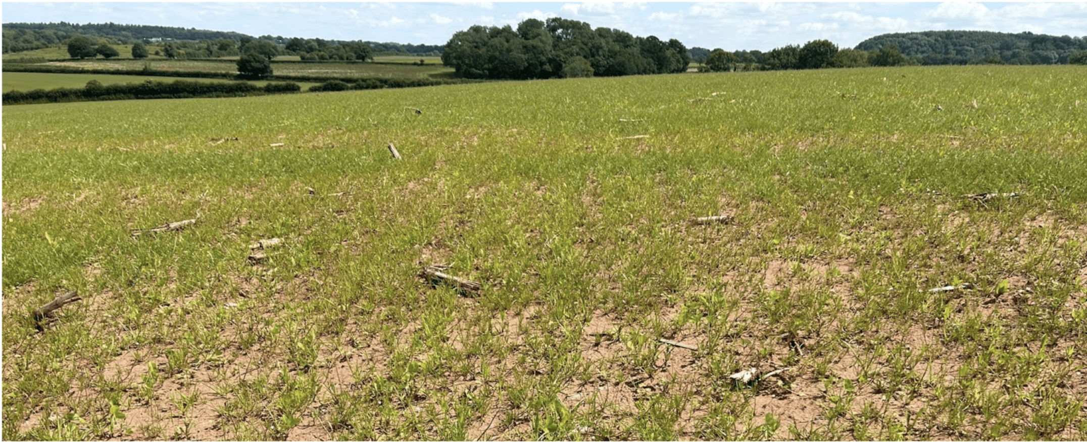 field after biochar applied