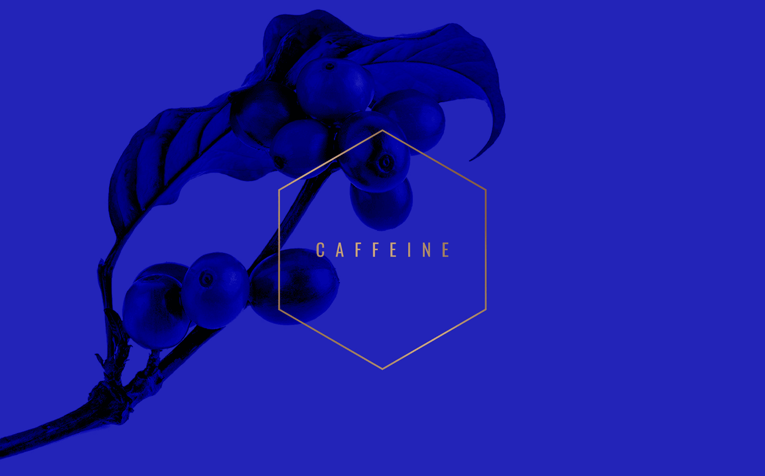 Coffee bean illustration