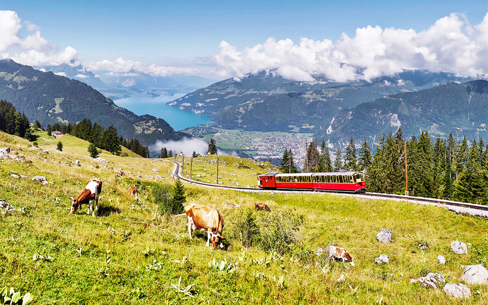 Red train on Schynige Platte with cows grazing, overlooking Lake Thun and Swiss Alps.