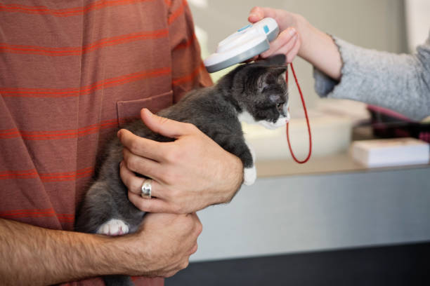 A kitten is being scanned for a microchip to make sure they comply with legal regulations