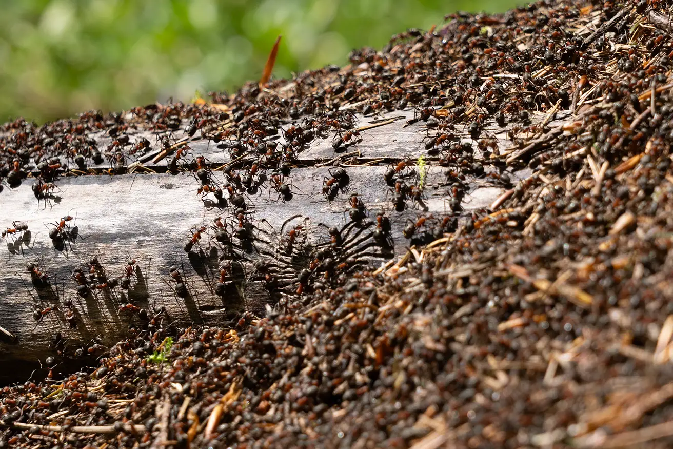 Waldameisen auf einem liegenden Baumstamm