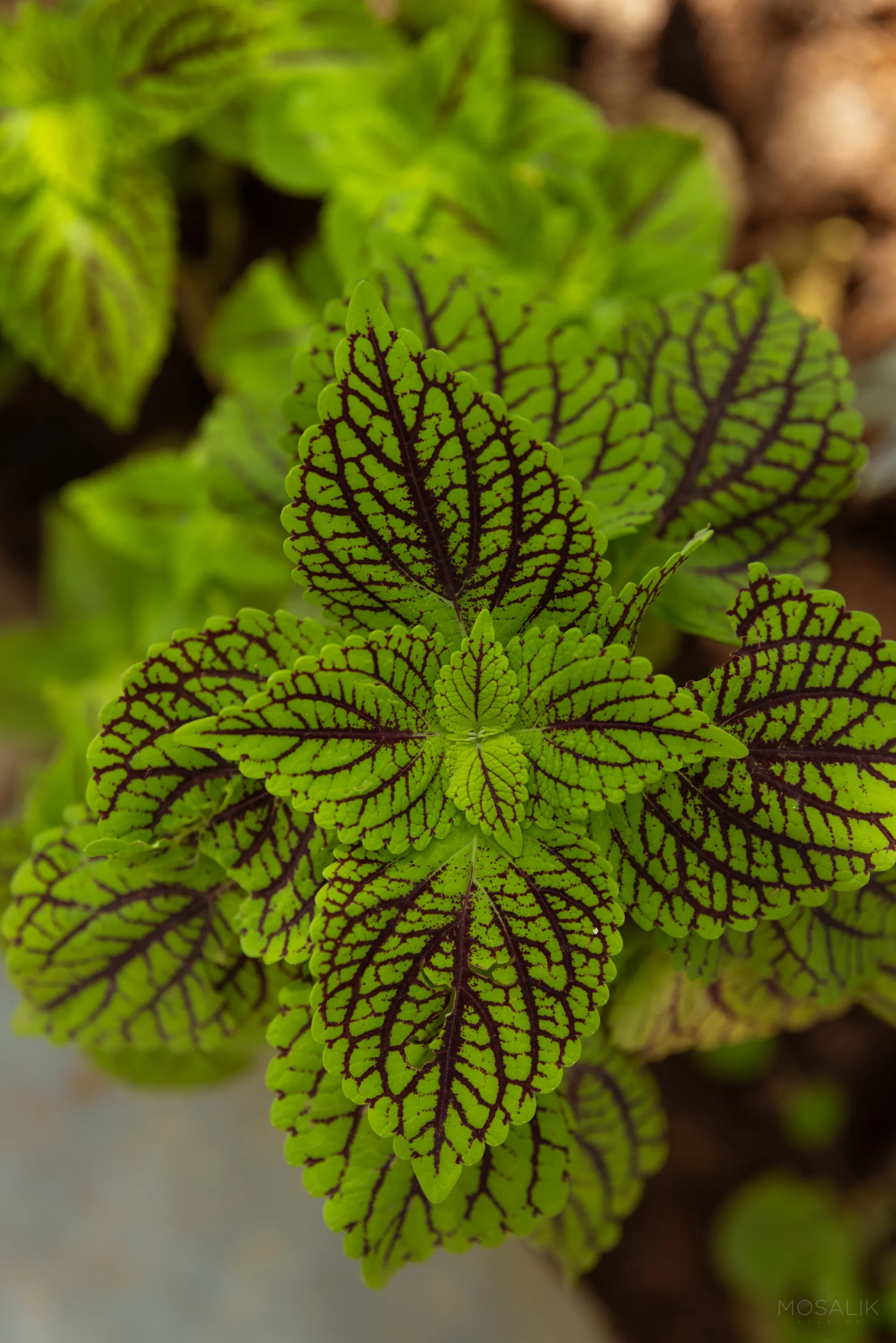 Leaf detail in the gardens at Jaali Blue