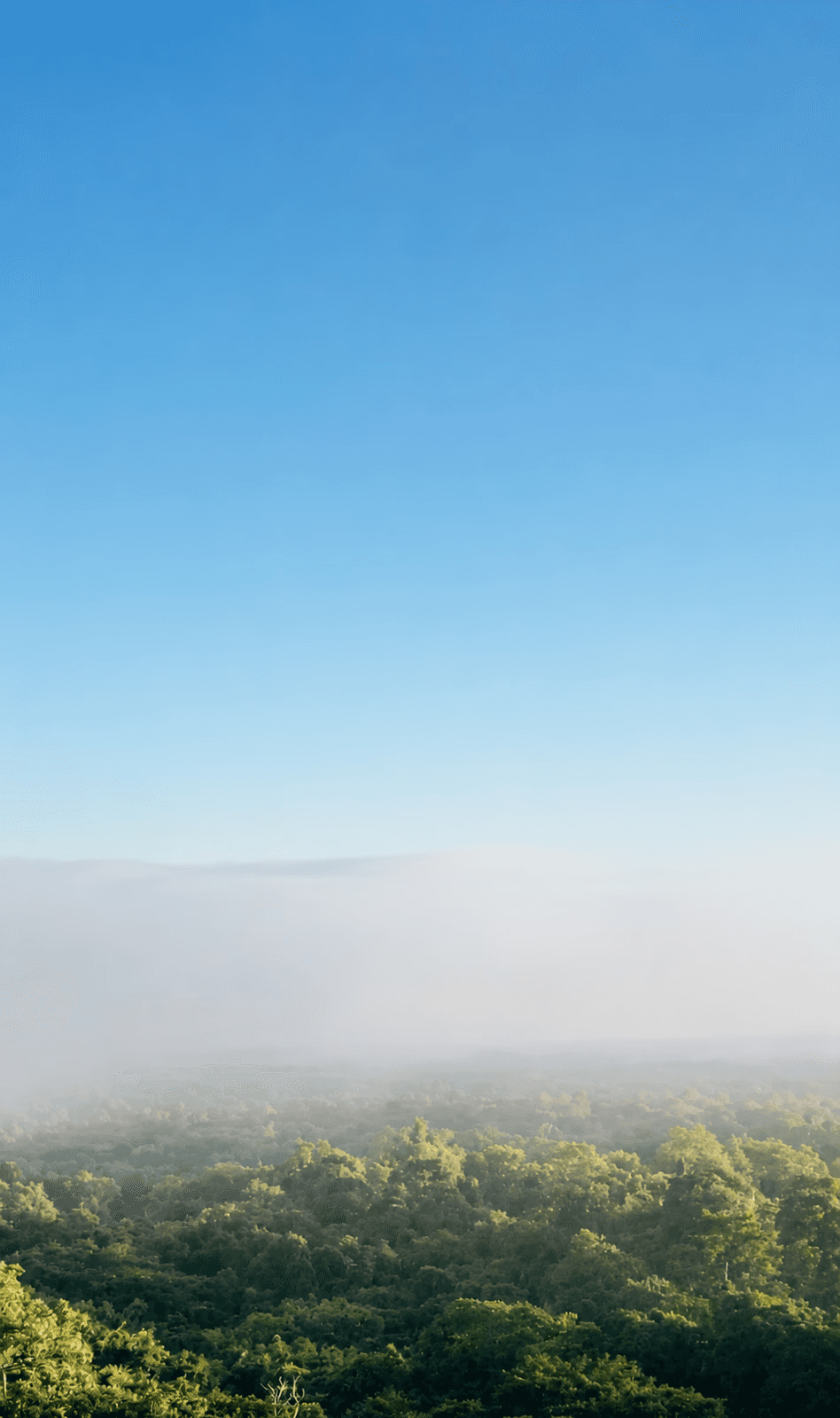Nebel über dichtem grünen Wald mit weiter Landschaft unter blauem Himmel